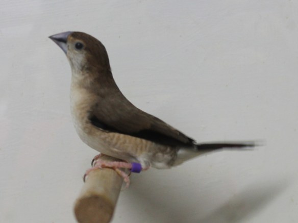 Becco di piombo (maschio)