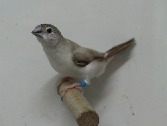 Becco di piombo pastello (maschio)