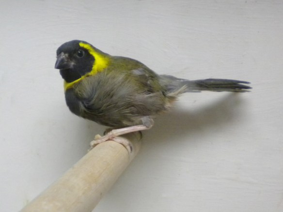 Piccolo cantore di Cuba (maschio)