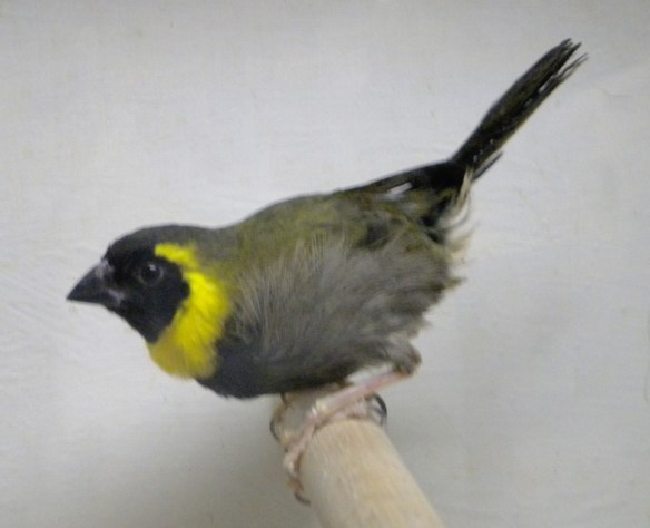 Piccolo cantore di Cuba (maschio)