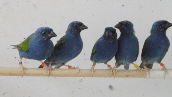 Giovani maschi di Diamante di Tanibar in voliera