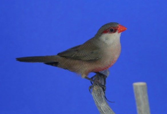 Astro di Sant'Elena (maschio)