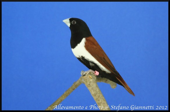 Cappuccino tricolore (maschio)