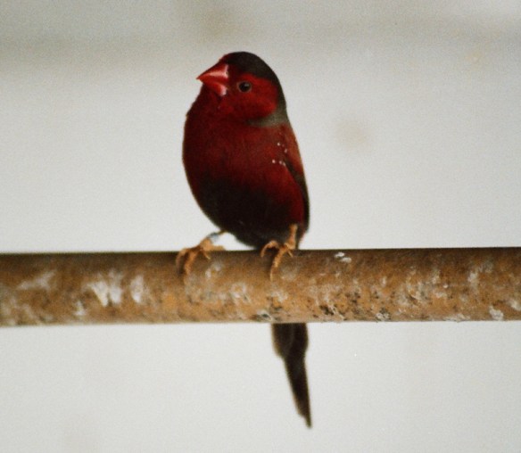 Diamante fetonte (maschio)