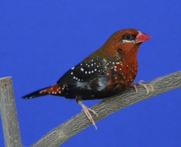 Bengalino moscato (maschio)