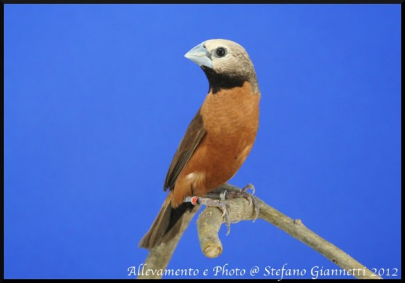 Cappuccino calotta bianca (maschio)