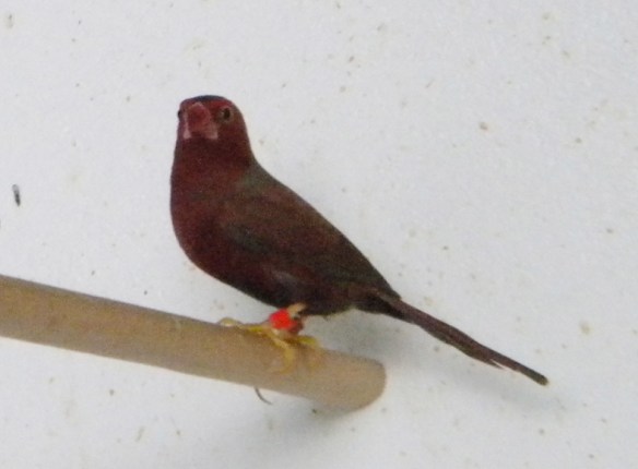 Diamante Fetonte (maschio)