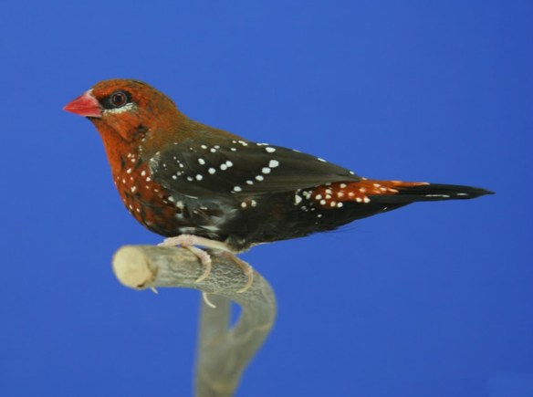 Bengalino moscato (maschio)