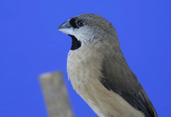 Nonnetta nana, foto Stefano Giannetti, All. Finocchietti)