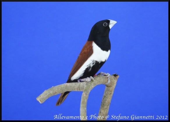Cappuccino tricolore (maschio)