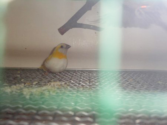 Cantore di Cuba mutato (foto M. de Queiroz Garcia, allevamento olandese)