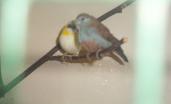 Cantore di Cuba mutato (foto M. de Queiroz Garcia, allevamento olandese)