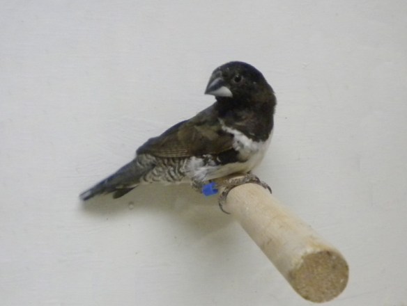 Nonnetta comune (maschio)