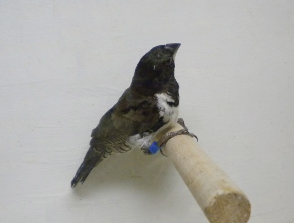 Nonnetta comune (maschio)