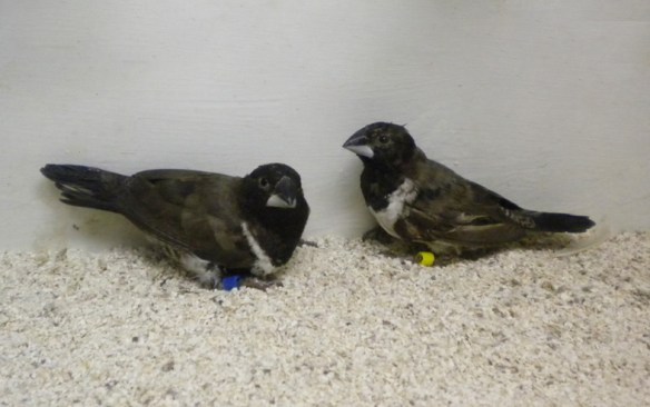 Nonnetta comune (coppia)