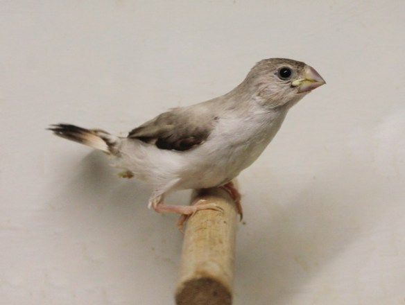 Giovane mutato Pastello