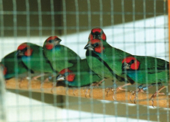 Diamante di Peale in voliera (allevamento olandese)