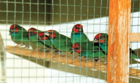 Diamante di Peale in voliera (allevamento olandese)