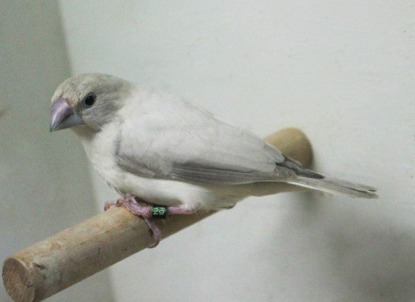 Becco di piombo opale