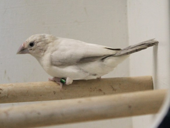 Becco di piombo opale