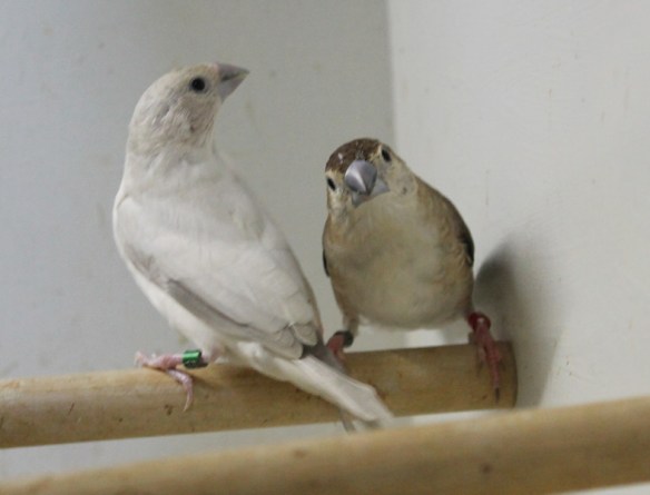 Becco di piombo Opale e ancestrale a confronto