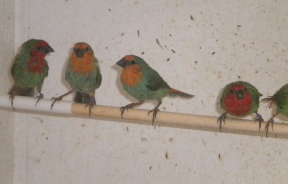 Mutazione: opale e opale verde mare