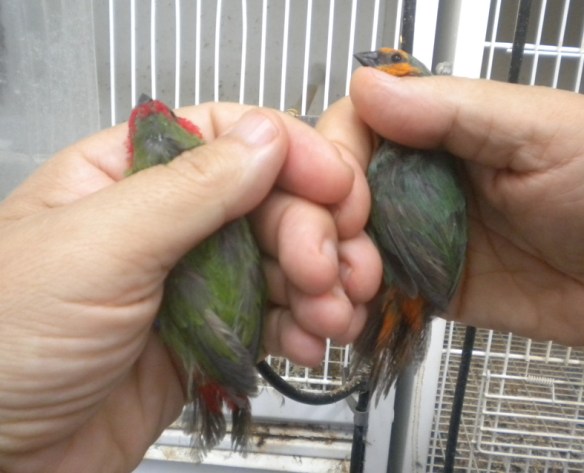 Opale e opale verde mare a confronto