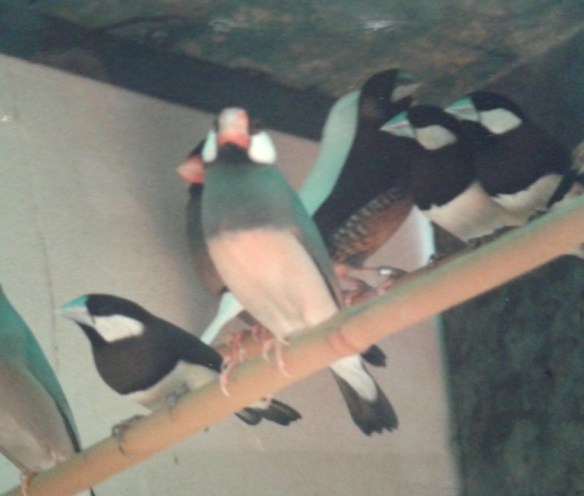 Padda di Timor in voliera insieme a dei comuni padda