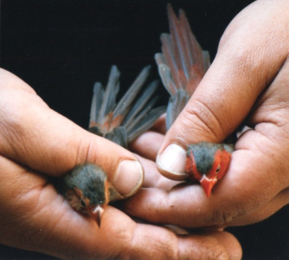 Mutazione: Agata (femmina)