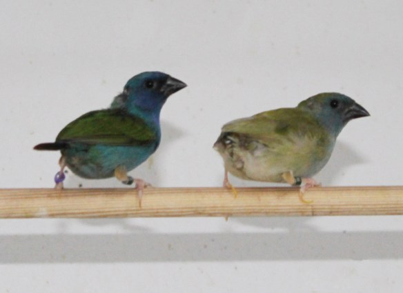 Diamante di Tanibar pastello recessivo con portatore