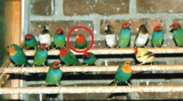 Pezzato becco arancio