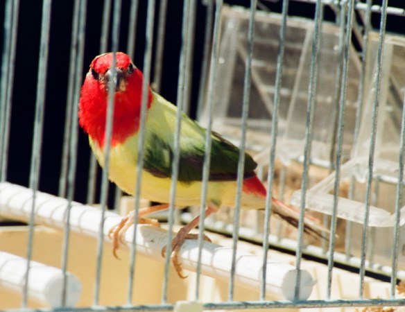 Mutazione: pezzato o acianico