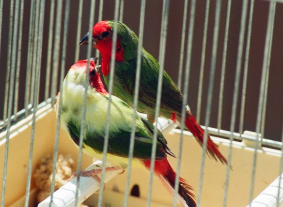 Pezzato o acianico e ancestrale a confonto