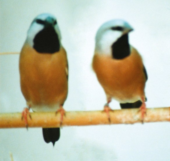 Diamante Bavetta (coppia)