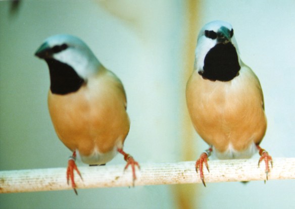 Diamante Bavetta (coppia)