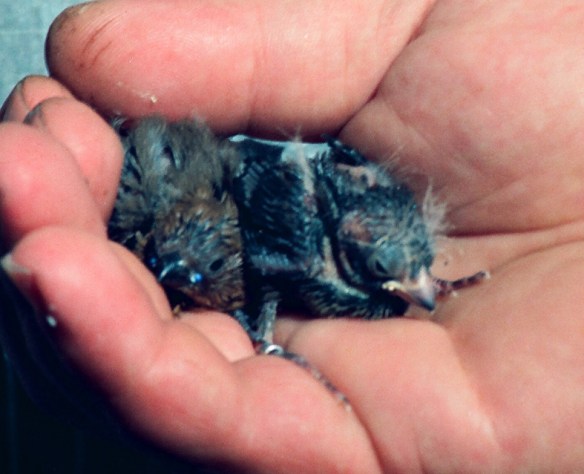 Da SN: pulcino di diamante fetonte e pulcino di astrilde testa rossa ali gialle