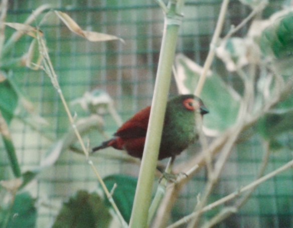 Astro montano di Reichenow (maschio in voliera)