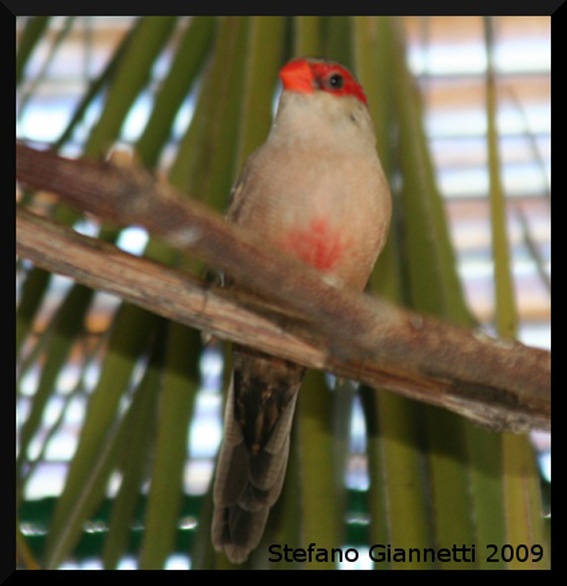 Astro di Sant'Elena (femmina)