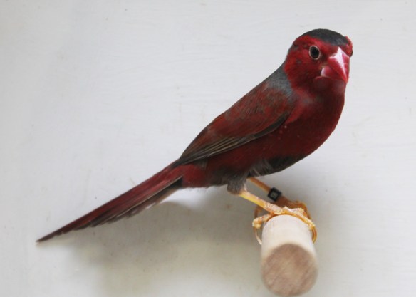 Diamante Fetonte (maschio)