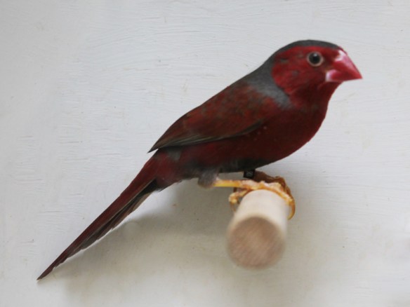 Diamante Fetonte (maschio)