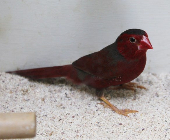 Diamante Fetonte (maschio)