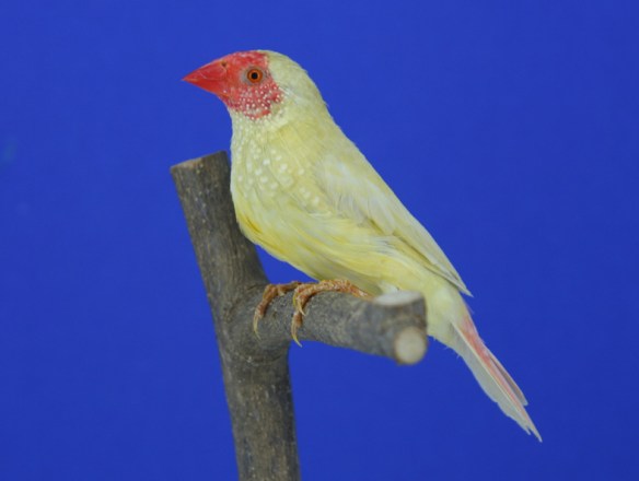 Agata avorio (maschio)