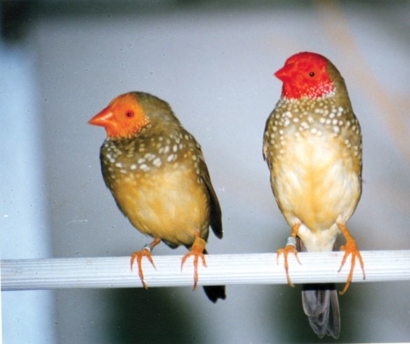 Mutazione: Testa gialla e ancestrale a confronto (maschi)