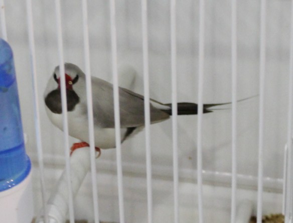 Diamante Codalunga Hecki, (combinazione di mutazione) Topazio grigio