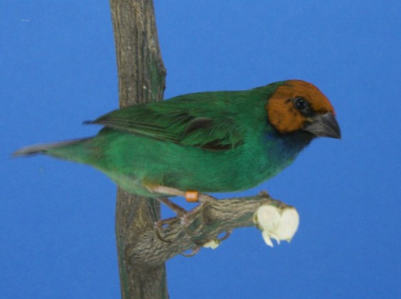 Diamante di Peale mutazione verde mare