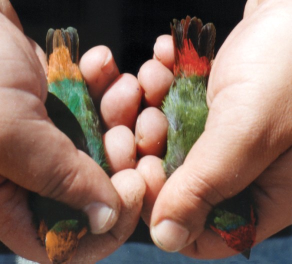 Diamante di Peale verde mare e ancestrale a confronto