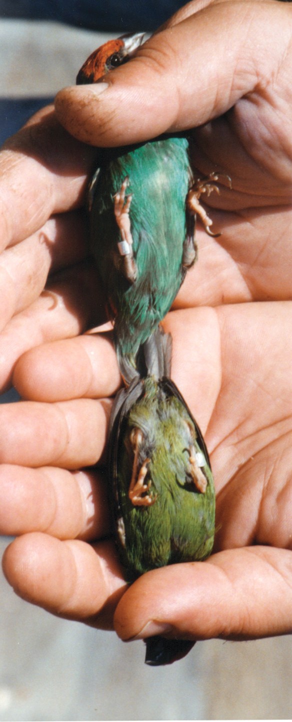 Diamante di Peale verde mare e ancestrale a confronto