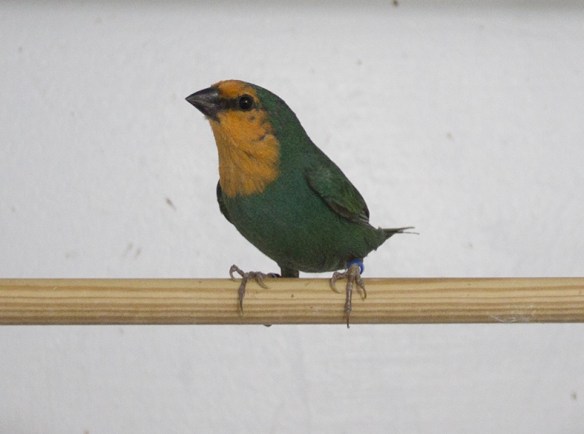 Verde mare (maschio)