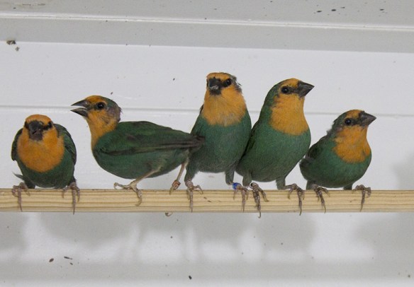 Verde mare (colonia di soggetti)