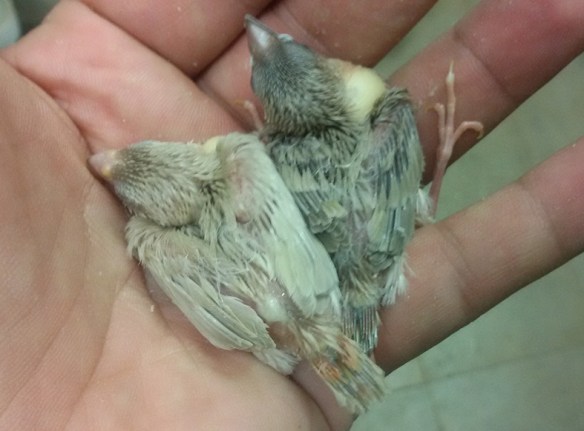 2 novelli: 1 agata e un giallo (agata-diluito recessivo) a confronto